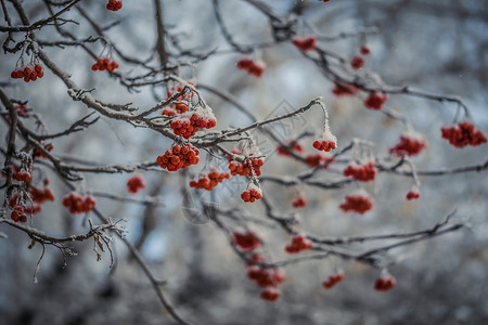 雪下山灰的红莓植物群花梨木浆果磨砂枝条寒冷季节雾凇降雪木头背景图片