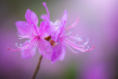 粉红杏树花背景图片