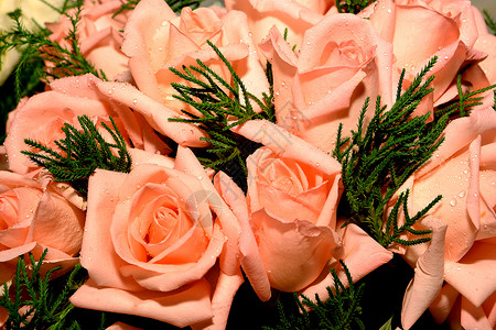 粉红玫瑰花庆典花瓣花束婚礼女性花园玫瑰婚姻墙纸贺卡背景图片