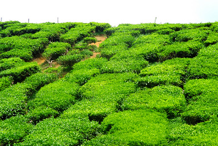 茶叶种植园潮红红茶叶子绿地精品茶园公园花园背景图片