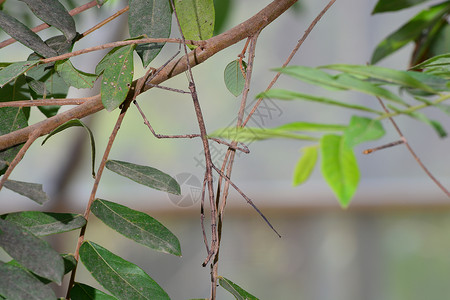 鞭毛虫棍棒昆虫热带动物植物股骨棕色模仿拐杖自然选择叶子丛林背景