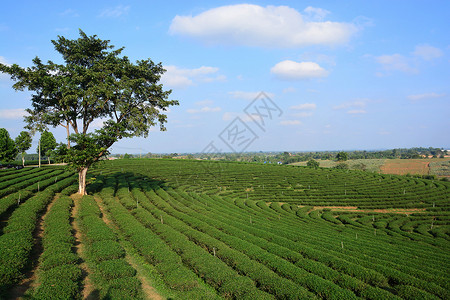 茶叶种植园绿地叶子精品花园茶园潮红公园红茶背景图片