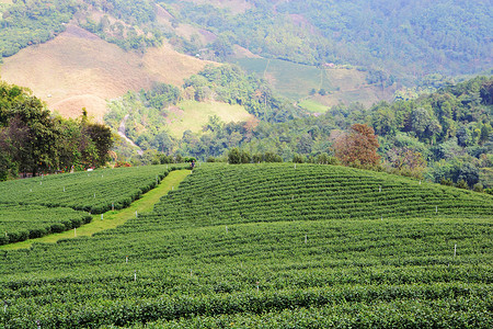 茶叶种植园叶子潮红茶园花园精品绿地红茶公园背景图片