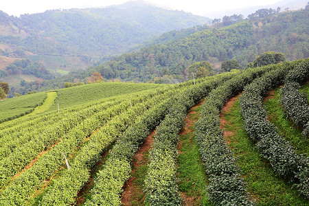 茶叶种植园绿地花园叶子精品红茶潮红公园茶园背景图片