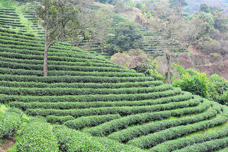 茶叶种植园公园花园茶园叶子绿地红茶潮红精品背景图片