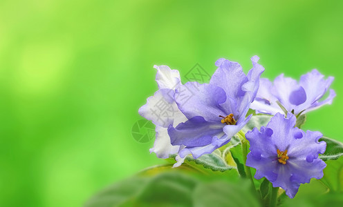 紫罗兰的图像 在美丽的柔软背景背景图片