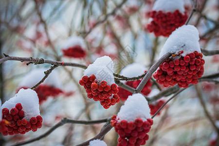 雪下山灰的红莓磨砂雾凇寒冷植物群浆果降雪枝条木头季节花梨木背景图片