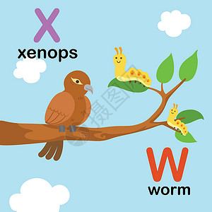 虫鸟养羞字母表字母 W-worm X-xenop设计图片