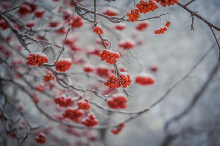 雪下山灰的红莓木头枝条季节浆果磨砂花梨木雾凇植物群降雪寒冷背景图片