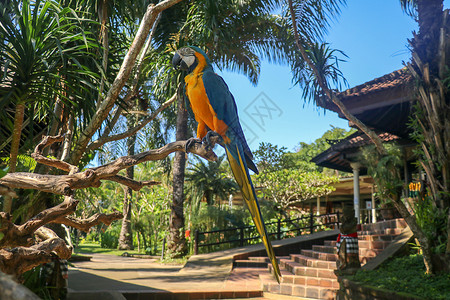 在巴厘鸟园动物园特写蓝色和黄色金刚鹦鹉的肖像 蓝黄色金刚鹦鹉鹦鹉肖像 美丽的的宏观肖像 异乎寻常的旅行概念背景 蓝色和金金刚鹦鹉背景图片