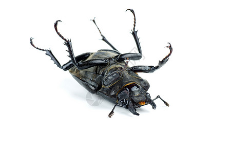 死亡的雌鹿甲虫在白色背景上被孤立背景图片
