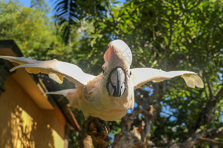 美丽的摩鹿加美冠鹦鹉鹦鹉坐在一根干燥的树枝上 挥舞着它的翅膀 巴厘岛飞禽公园动物园里可爱的三文鱼凤头鹦鹉 世界上最著名的鹦鹉之一背景图片