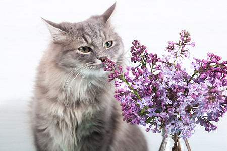 弹簧猫?ute 有趣的毛茸茸的灰色虎斑猫在浅色背景的玻璃瓶中嗅着紫色的丁香花 弹簧卡的概念背景