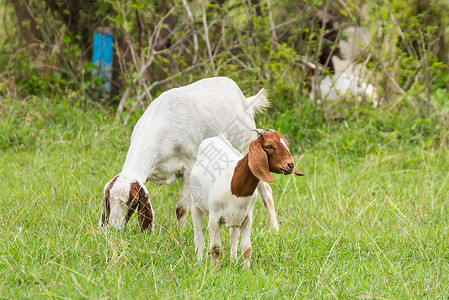 山羊在泰国有机农场的牧场上农家院农村团体国家哺乳动物风光牧羊人农业田园有机农场背景图片