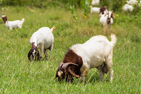 山羊在泰国有机农场的牧场上幸福有机农场场地哺乳动物风光家畜农家院农业动物草地背景图片