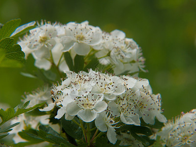 花朵园艺花瓣植物水平白色背景图片