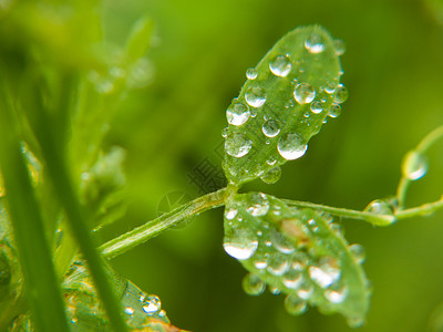 月经水平园艺背景图片