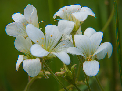 花朵园艺植物水平花瓣白色背景图片