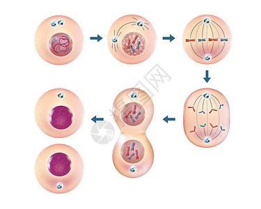 细胞分裂胞质分裂高清图片