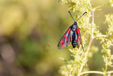 金线蝴蝶Zygaena 菲利平极野生动物太阳昆虫蝴蝶荒野真理动物群宏观动物翅膀背景