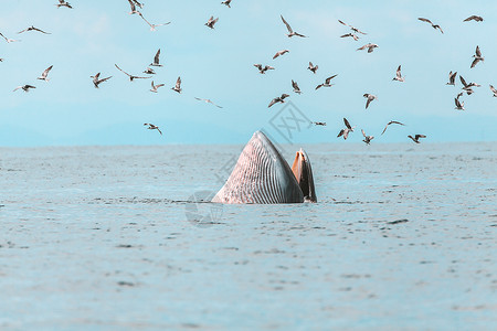 布氏鲸 伊甸鲸 在泰国湾吃鱼潜水濒危座头鲸哺乳动物鲸目野生动物游泳精子蓝色海洋背景图片