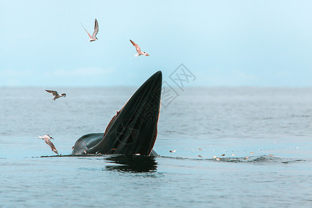 吃鲸布氏鲸 伊甸鲸 在泰国湾吃鱼哺乳动物海洋生活荒野濒危精子鲸目野生动物潜水动物背景