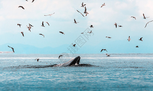 吃鲸布氏鲸 伊甸鲸 在泰国湾吃鱼野生动物荒野生活濒危潜水座头鲸蓝色游泳精子海洋背景