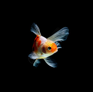 琉金金鱼素材在深黑黑色背景下被孤立的金鱼橙子红色宠物背景