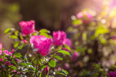 粉红蜡烛花的春天高清图片