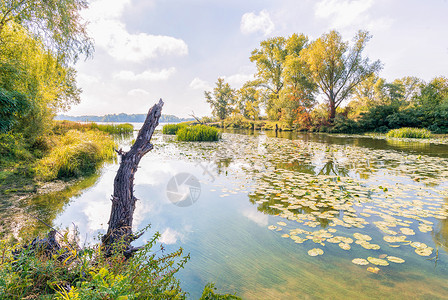 紫菜龙利柳里德和利丽水在河中树木季节晴天香蒲荷花百合蓝色反射芦苇池塘背景