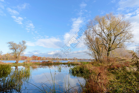 靠近第尼伯尔河的秋叶树晴天烟草阳光池塘橡木天空反射棕褐色多云香蒲背景图片