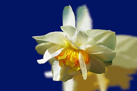清蓝的春天背景上的白水仙背景图片