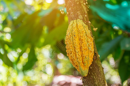 Cacao 树 天然有机可可果豆植物栽培森林食物雨林种子丛林可可植物群种植园背景图片