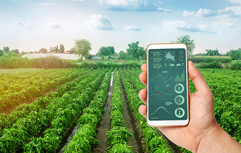 收藏到手机一只手拿着一部智能手机 上面有信息图表 背景是保加利亚甜椒种植园 农业 栽培 照料和收获 出售的农产品背景
