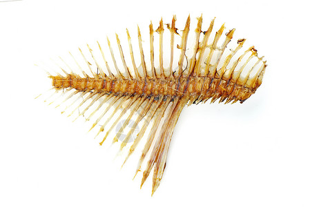 鱼骨架白色背景的孤立鱼骨骼背景