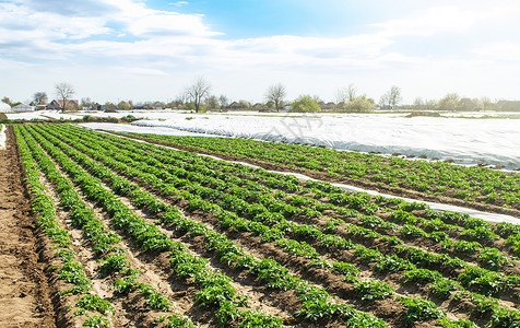国家高新技术企业浇水后年轻马铃薯灌木种植园的景观 肥沃的乌克兰黑土地上的种植园 新鲜的绿色蔬菜 农工业 耕种 种植蔬菜的农场背景
