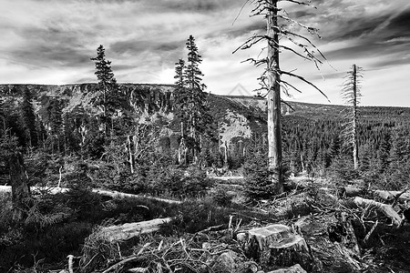 秋天摧毁了巨山的隐性森林石头黑与白树干天空山脉云杉衬套针叶植物背景图片