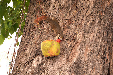 宴会椰子尾巴在树上用椰子吃食物的松鼠荒野公园花园鼻子脊椎动物头发坚果眼睛森林好奇心背景