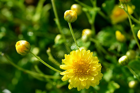 林素恩菊花是林恩的代号培育菊科植物花瓣文化花园生长农业日光场地背景