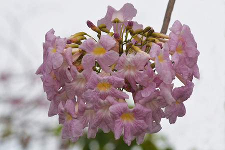 痤疮丙酸杆菌Tabebuia 异血杆菌(树)背景