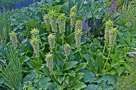 小花边框对话框花朵的Eucomis双色 皮娜波莉莉在花园边疆界背景