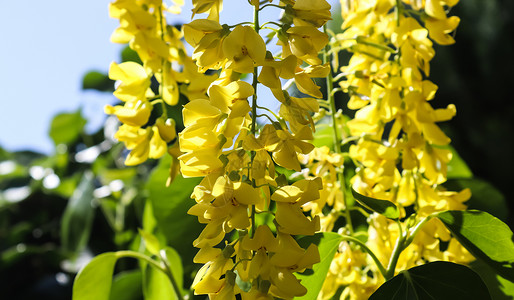 苏上金雨树黄花艺术淋浴国家金子花园植物群黄金雨空间热带植物背景图片