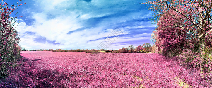 美丽而多彩的幻想风景 在亚裔紫色红皮肤中蓝色地平线草地童话森林农村全景公园景观仙境背景图片