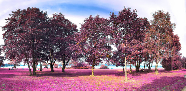 美丽而多彩的幻想风景 在亚裔紫色红皮肤中树木小路天空草地场地季节蓝色农村旅行公园背景图片