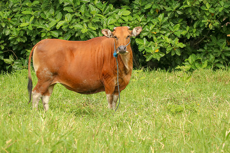 母牛在领域站立在与高草的绿色领域的棕色母牛 成年小母牛看着镜头 肉牛用蓝色绳子拴着 一头吃草的牛在长满青草的草地上吃草 巴厘岛 印度尼西亚背景