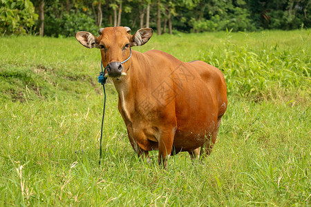 母牛在领域牧场晴天高清图片