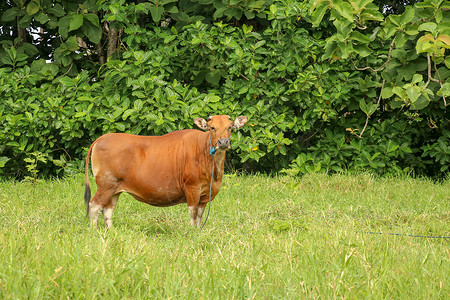 母牛在领域站立在与高草的绿色领域的棕色母牛 成年小母牛看着镜头 肉牛用蓝色绳子拴着 一头吃草的牛在长满青草的草地上吃草 巴厘岛 印度尼西亚背景
