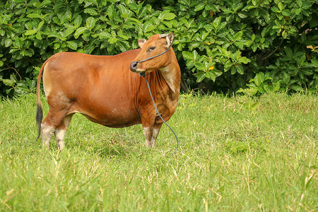 奶牛高吼叫声站立在与高草的绿色领域的棕色母牛 成年小母牛看着镜头 肉牛用蓝色绳子拴着 一头吃草的牛在长满青草的草地上吃草 巴厘岛 印度尼西亚背景