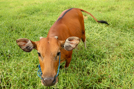 拴着的站立在与高草的绿色领域的棕色母牛 年轻的小母牛看着镜头 肉牛用蓝色绳子拴着 牛在长满草的草地上吃草 巴厘岛 印度尼西亚季节农田天背景
