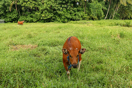 少吃多动站立在与高草的绿色领域的棕色母牛 年轻的小母牛看着镜头 肉牛用蓝色绳子拴着 牛在长满草的草地上吃草 巴厘岛 印度尼西亚鼻子哺乳动背景